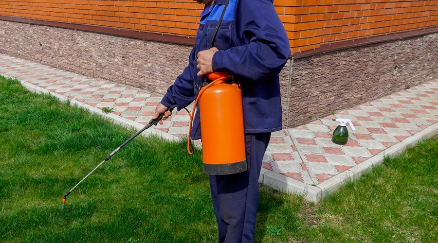 Why Hire a Bed Bug Exterminator?