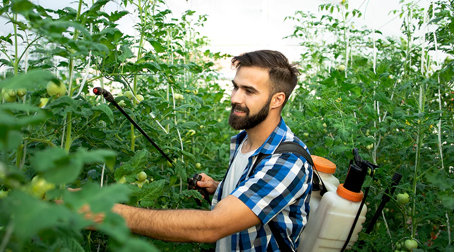 Pest Control Services: Protecting Your Home and Health