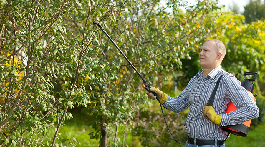 Pests Can Cause Extensive Damage And Disturb Daily Life If Not Managed Effectively