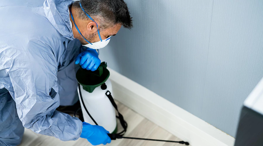 Why Professional Pest Control is Essential