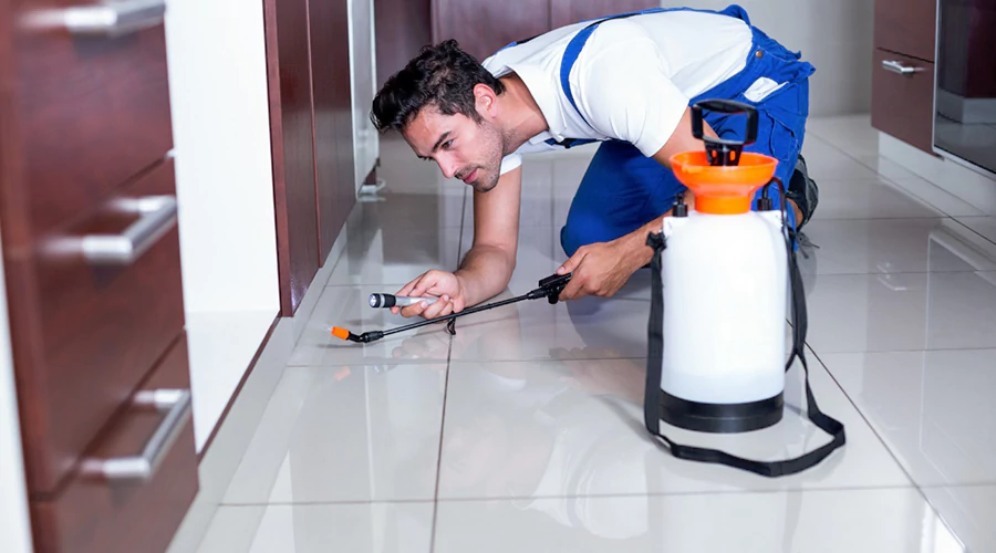 Benefits of Regular Termite Inspections