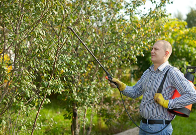 Pests Can Cause Extensive Damage And Disturb Daily Life If Not Managed Effectively