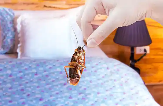 Bed Bug Pest Control