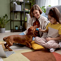 Best Practices for a Mosquito-Free Yard