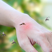 The Importance of Our Professional Mosquito Control