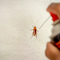 Your Path to a Spider-Free Home